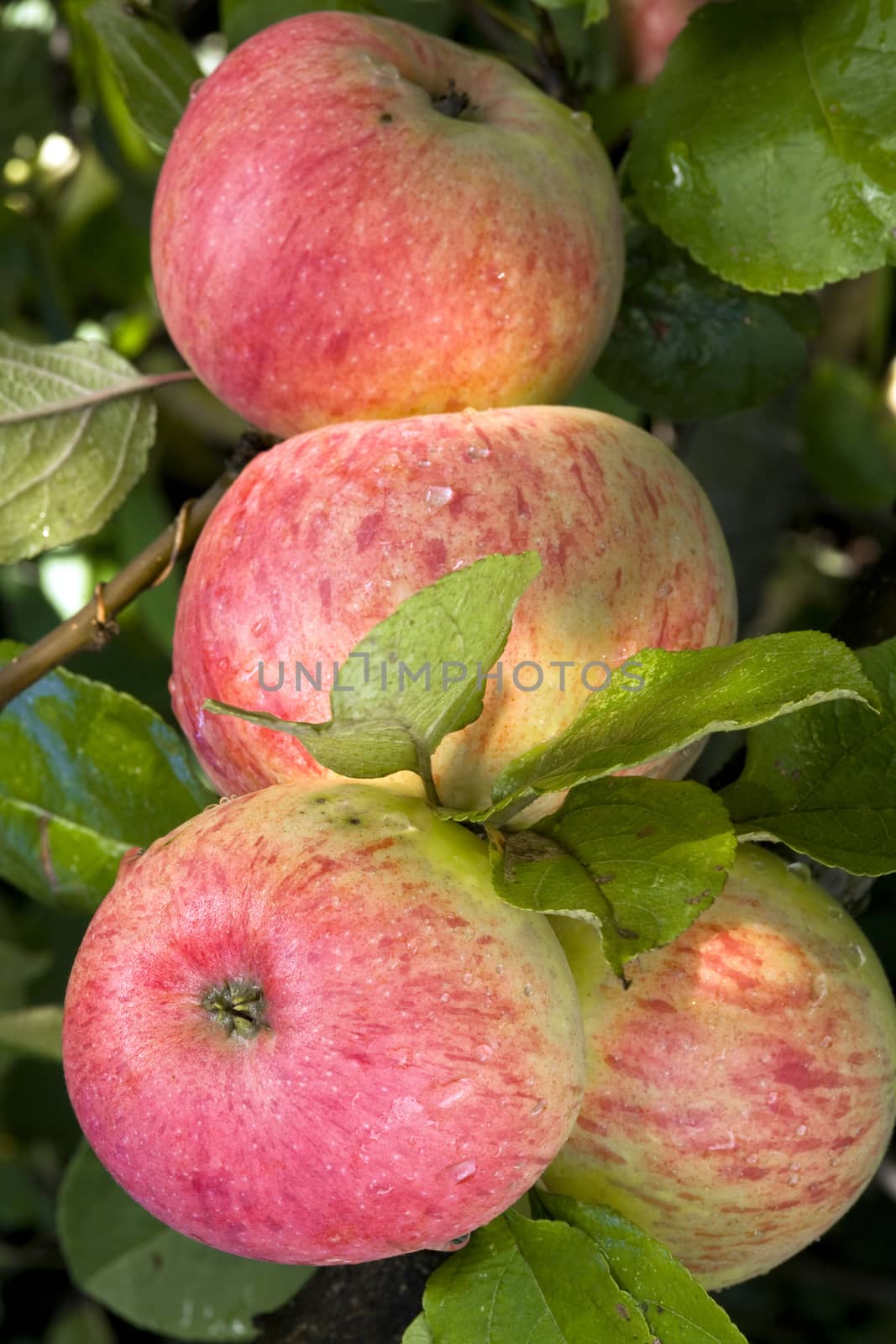 Close-up of red ripe apples on a branch.