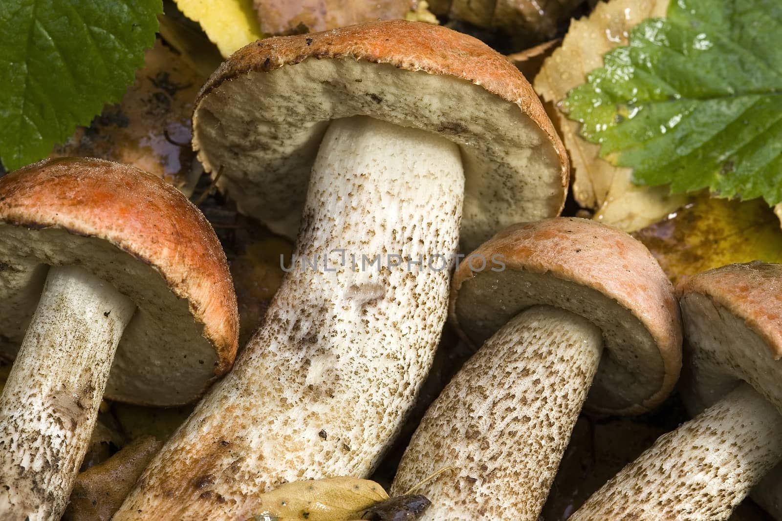 Forest mushrooms - (Boletus aurantiacus)