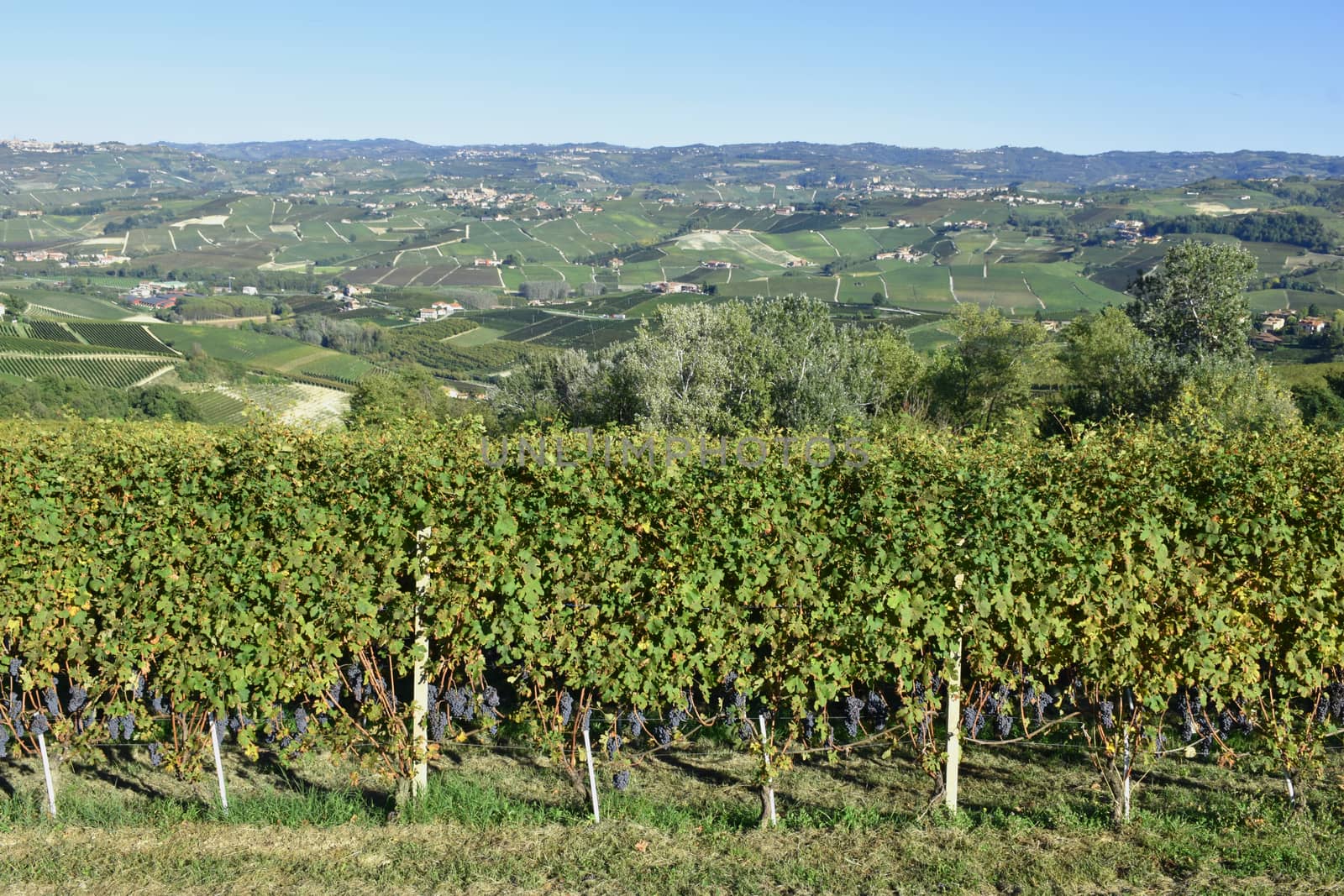 Langhe are famous for Italian wine production, in Piedmont