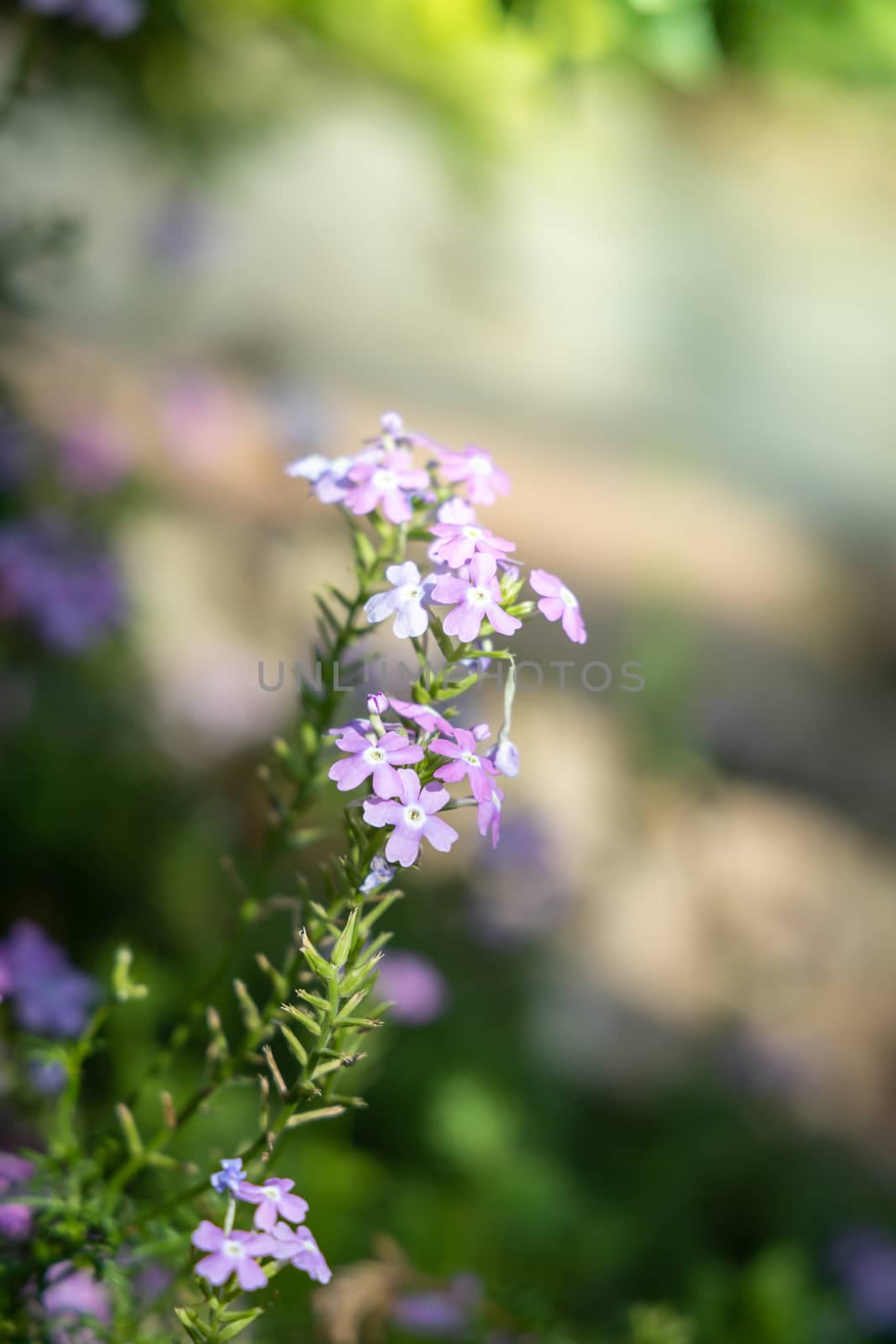 The background image of the colorful flowers by teerawit