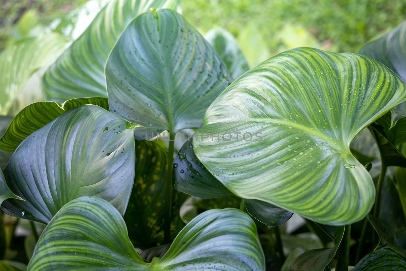 Close Up green leaf under sunlight in the garden. Natural backgr by teerawit