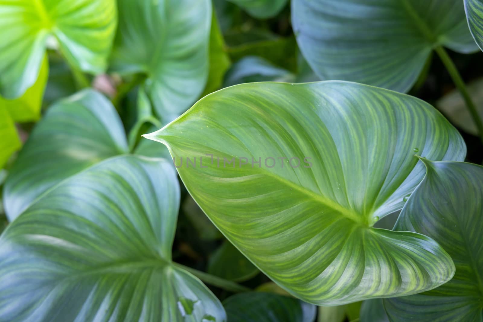 Close Up green leaf under sunlight in the garden. Natural background with copy space.