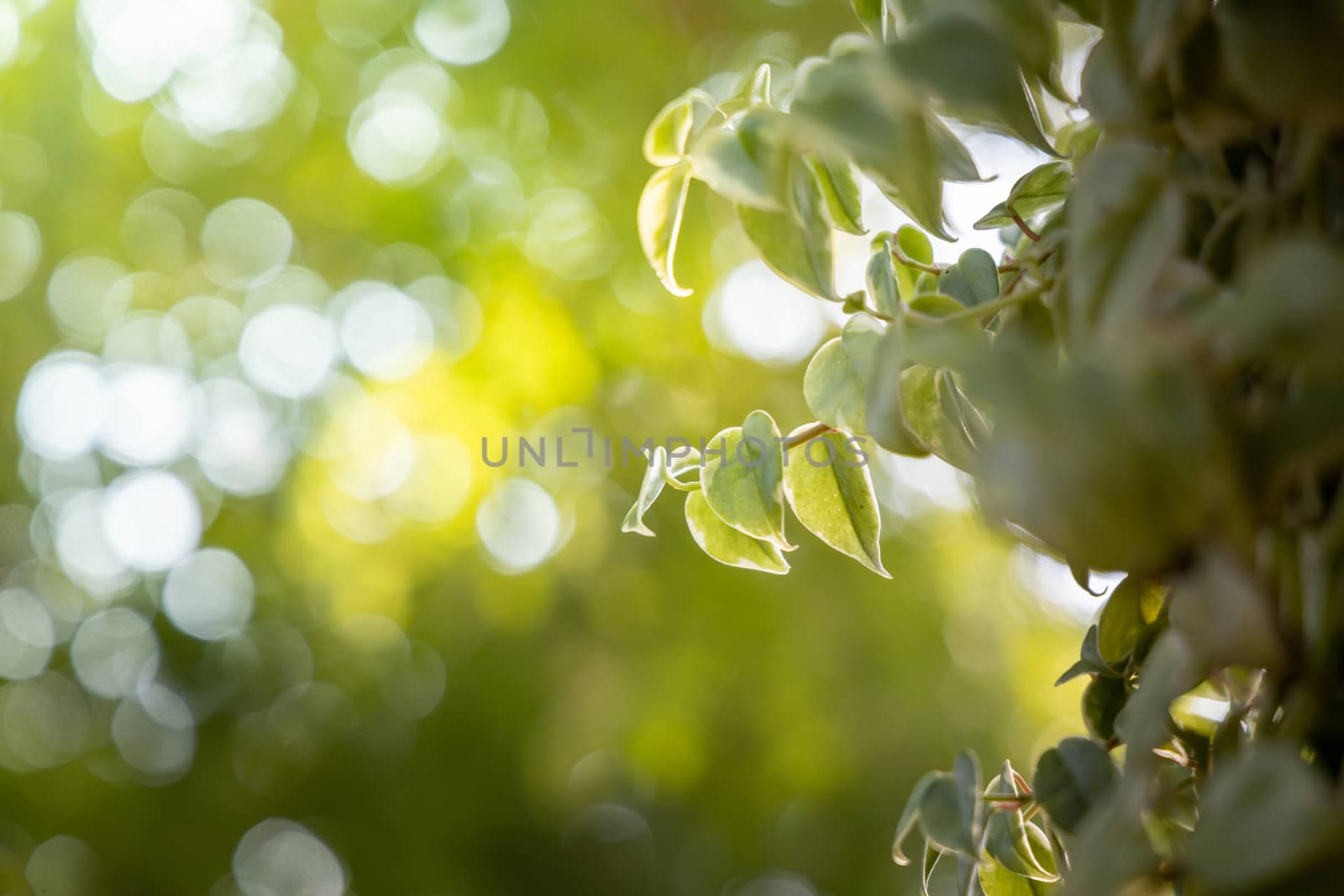 Close Up green leaf under sunlight in the garden. Natural backgr by teerawit