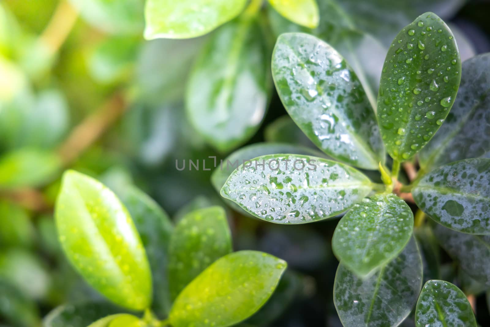 Close Up green leaf under sunlight in the garden. Natural backgr by teerawit