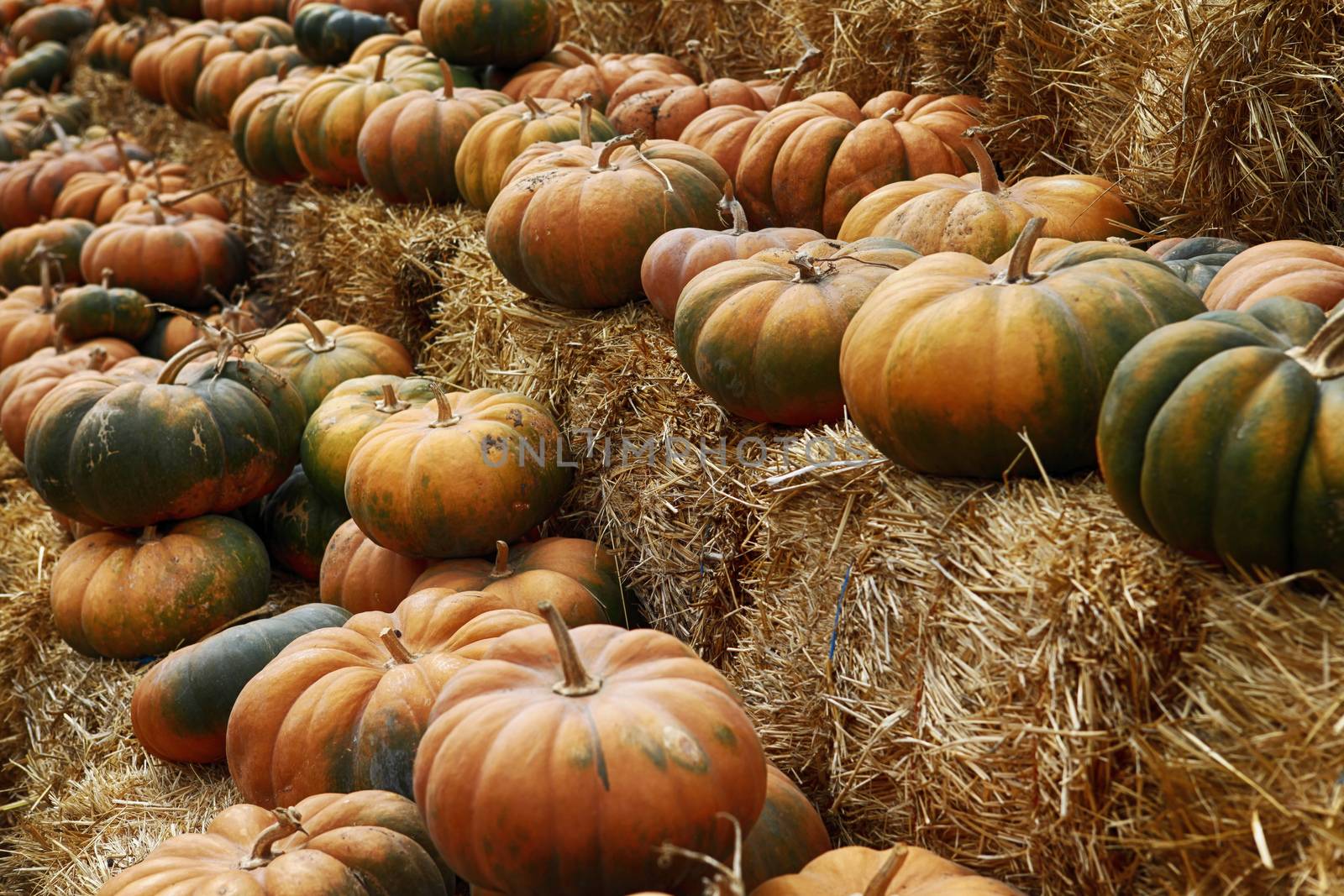 Fair of a pumpkins in California by friday