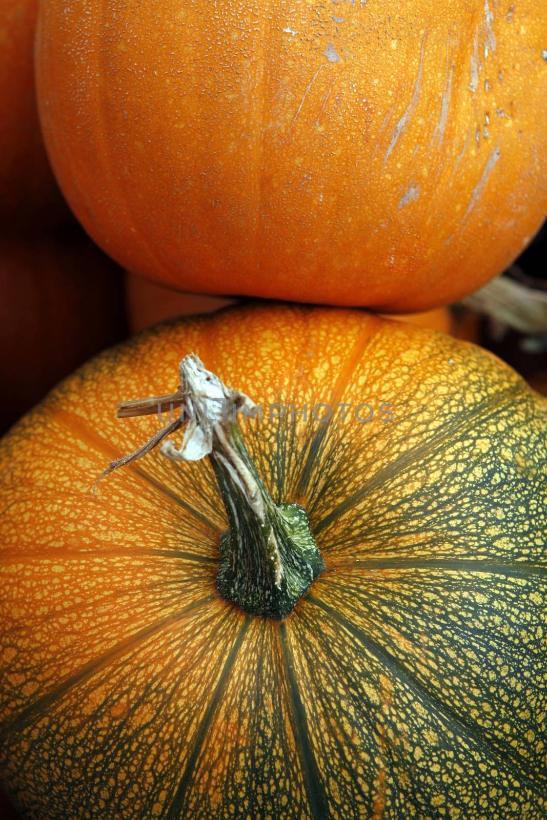 Fair of a pumpkins in California