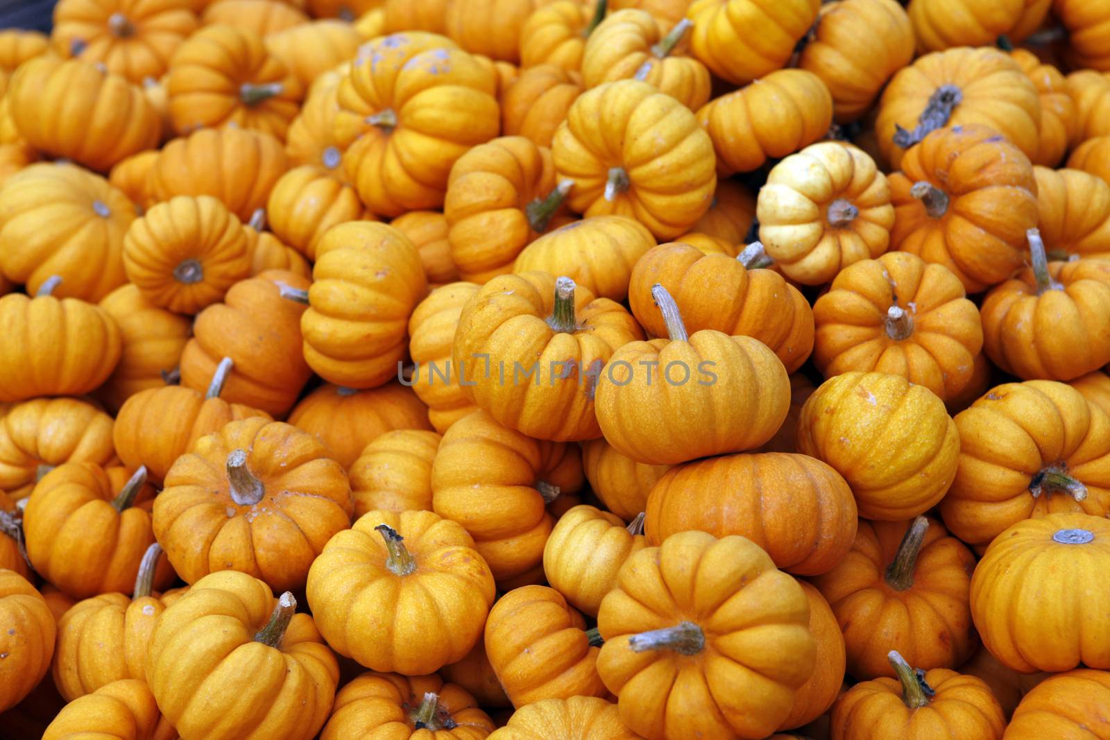 Fair of a pumpkins in California