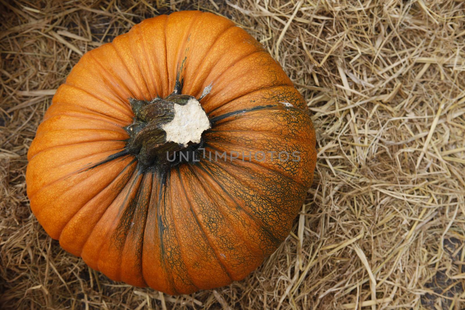 Fair of a pumpkins in California by friday