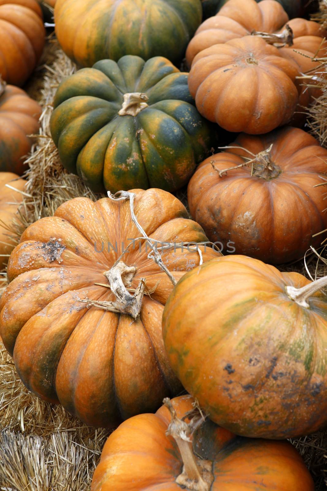 Fair of a pumpkins in California