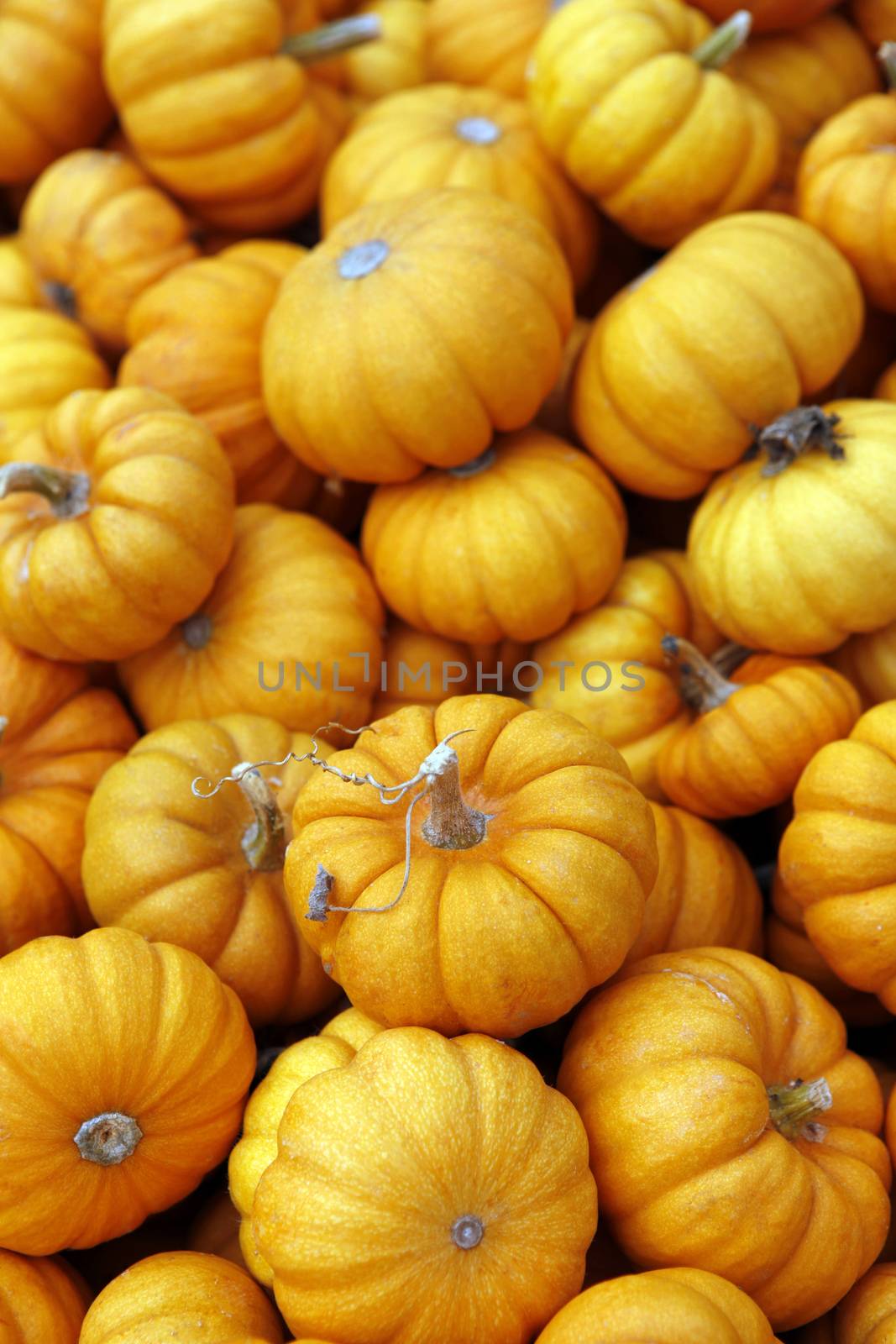 Fair of a pumpkins in California by friday