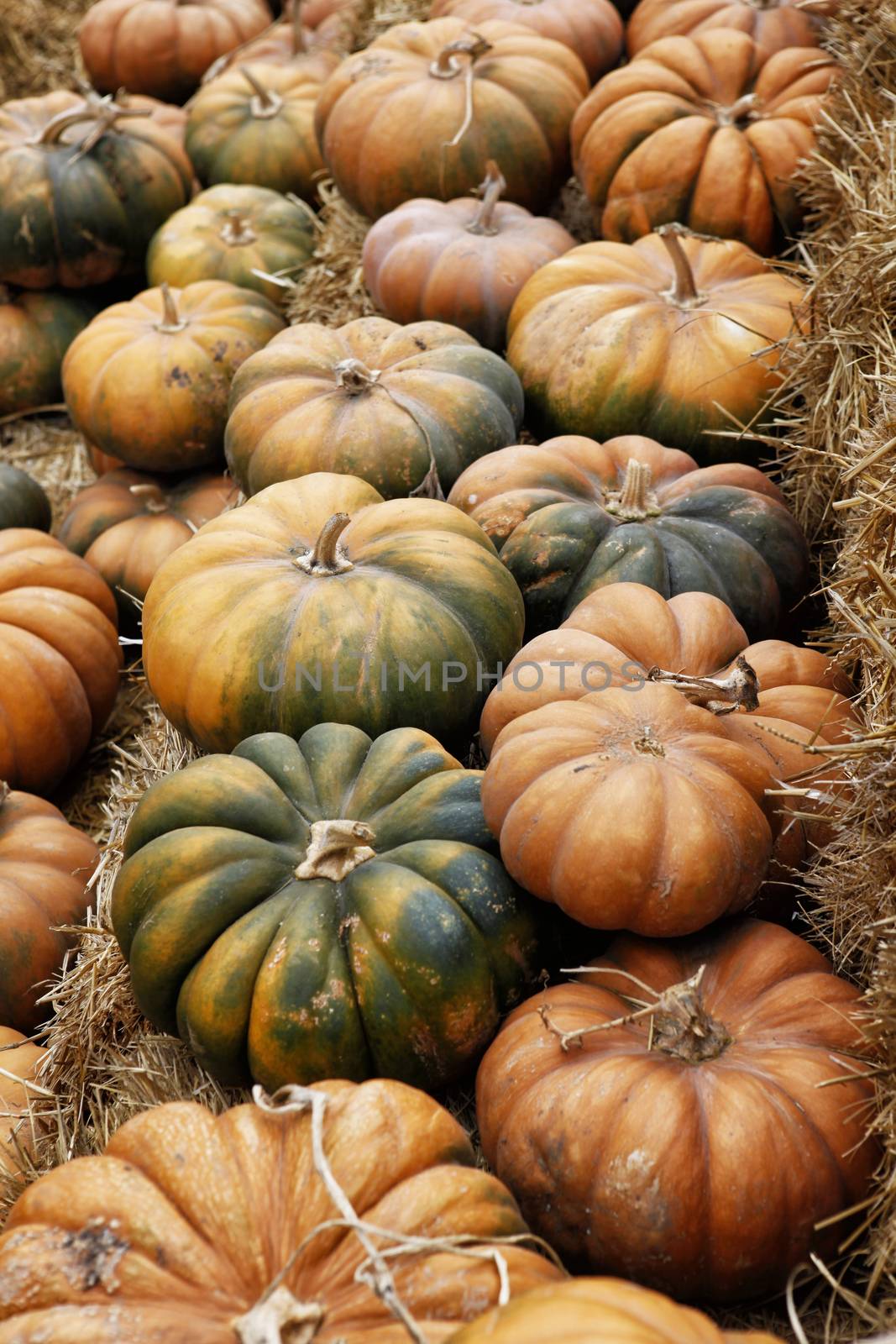 Fair of a pumpkins in California by friday