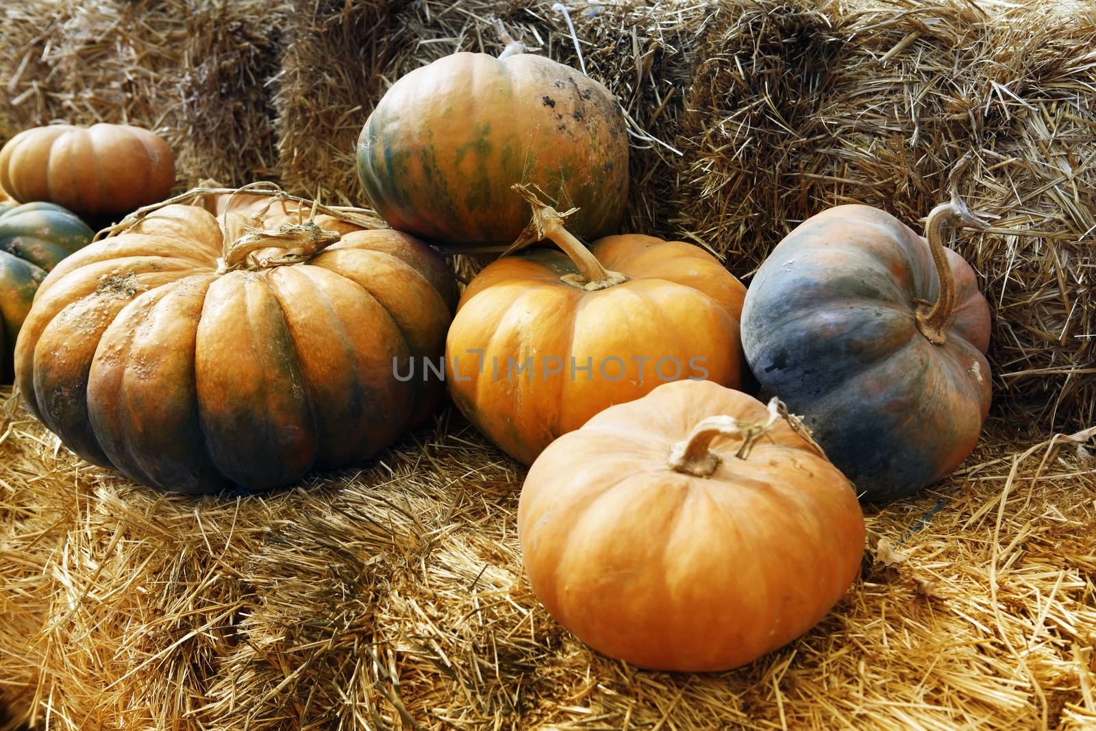 Fair of a pumpkins in California by friday