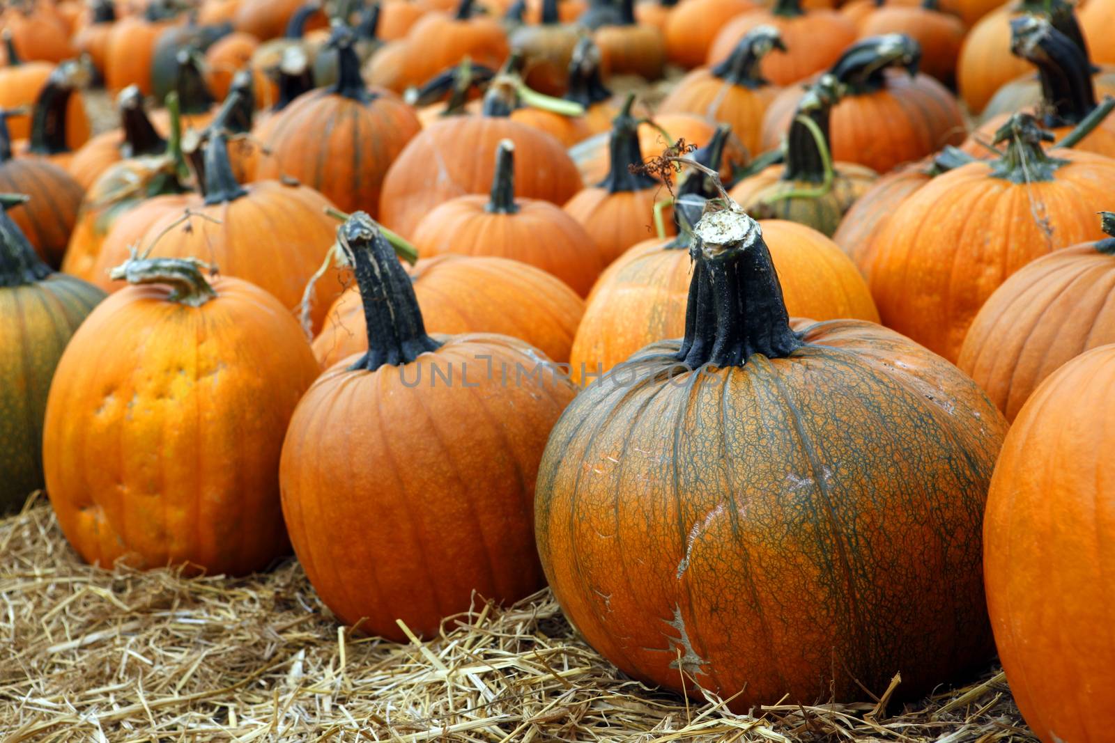 Fair of a pumpkins in California