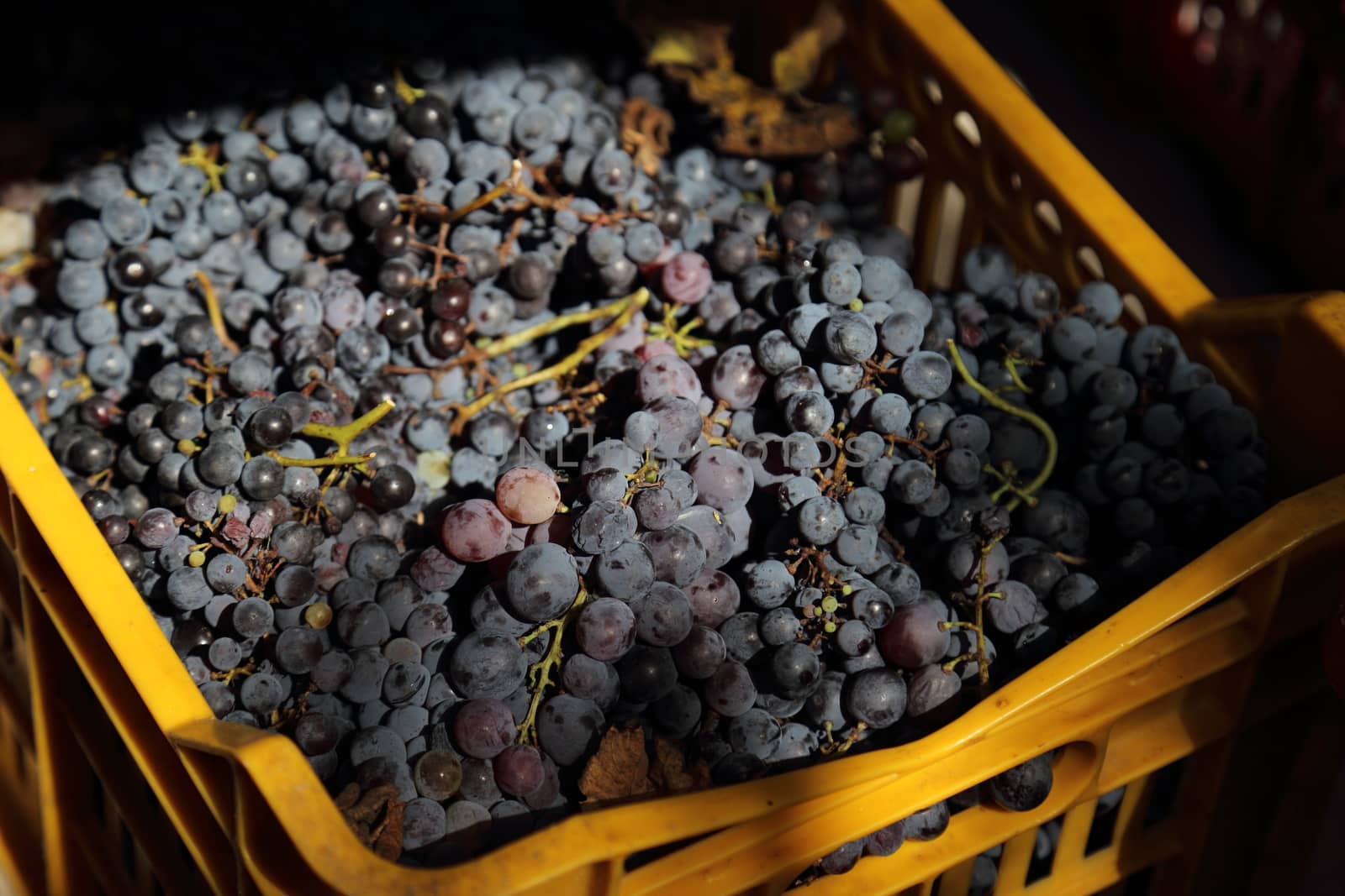 the black grape of the 2019 vintage in Campania - Italy