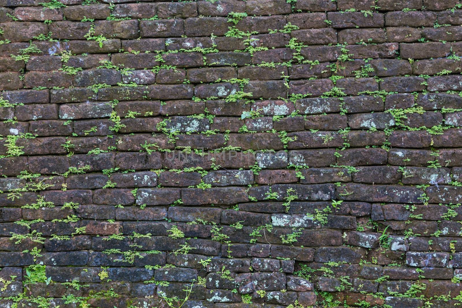 Dark old brick wall with small green plant shoots by kasto