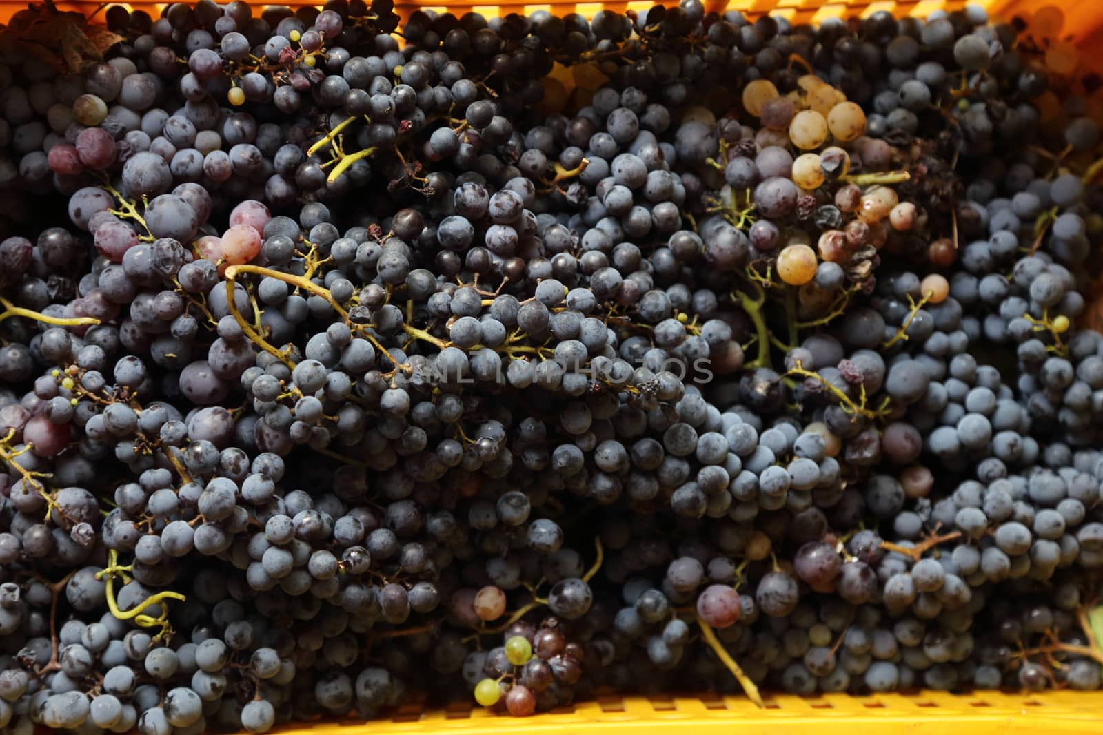 the black grape of the 2019 vintage in Campania - Italy