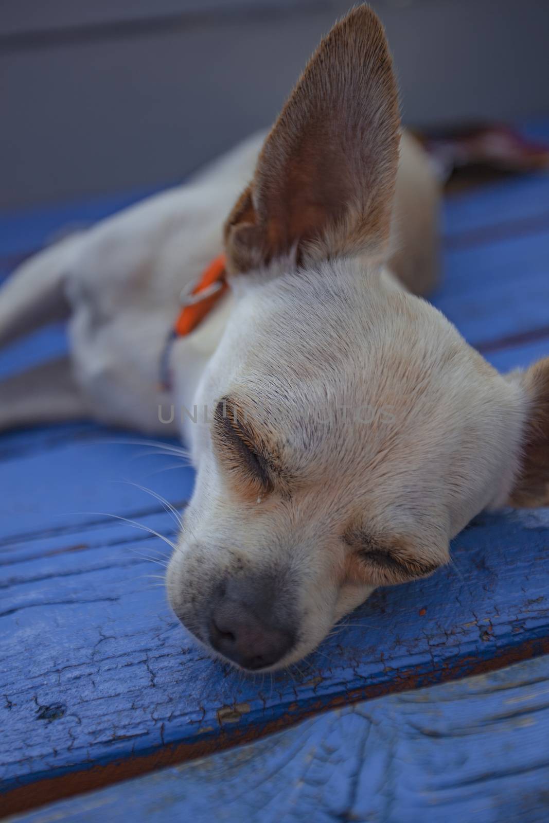 Chihuahua sleeping in a wodden floor