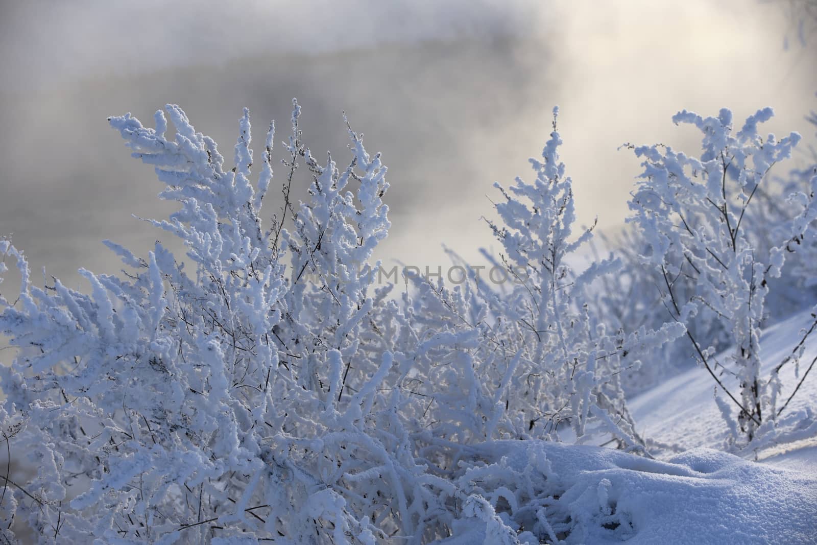Grass covered with frost and snow on a cold winter day swaying in the wind