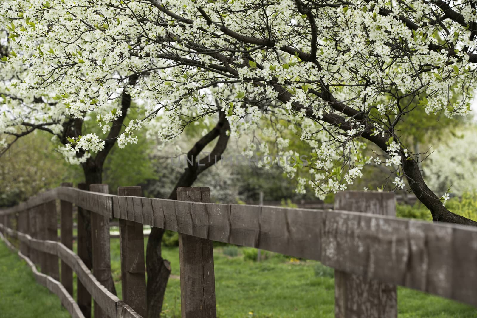 Blooming Trees in Orchard.