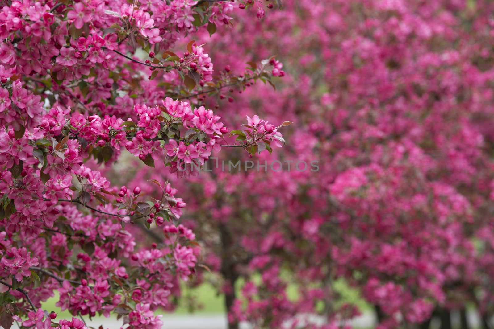 Delicate pink crabapples blossom in spring