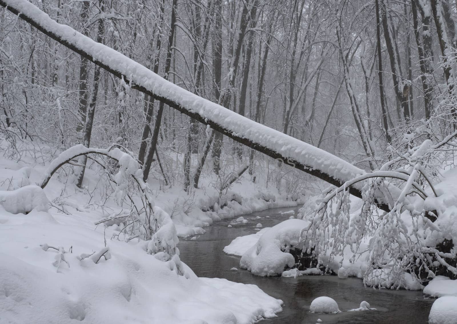 Trees covered with fresh snow in a cold and snowy winter day, and small forest river