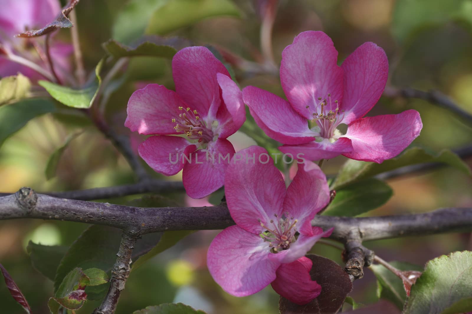 Branch of Blooming Pink Apple Tree with Flowers in Spring Orchard