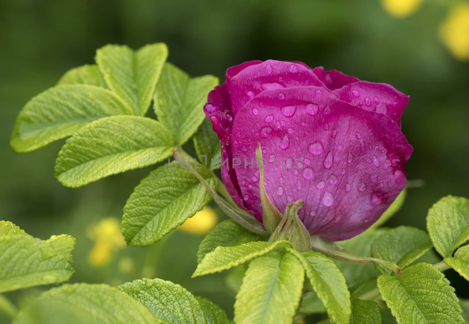 Branch of Briar With Flower and Water Drops After Rain
