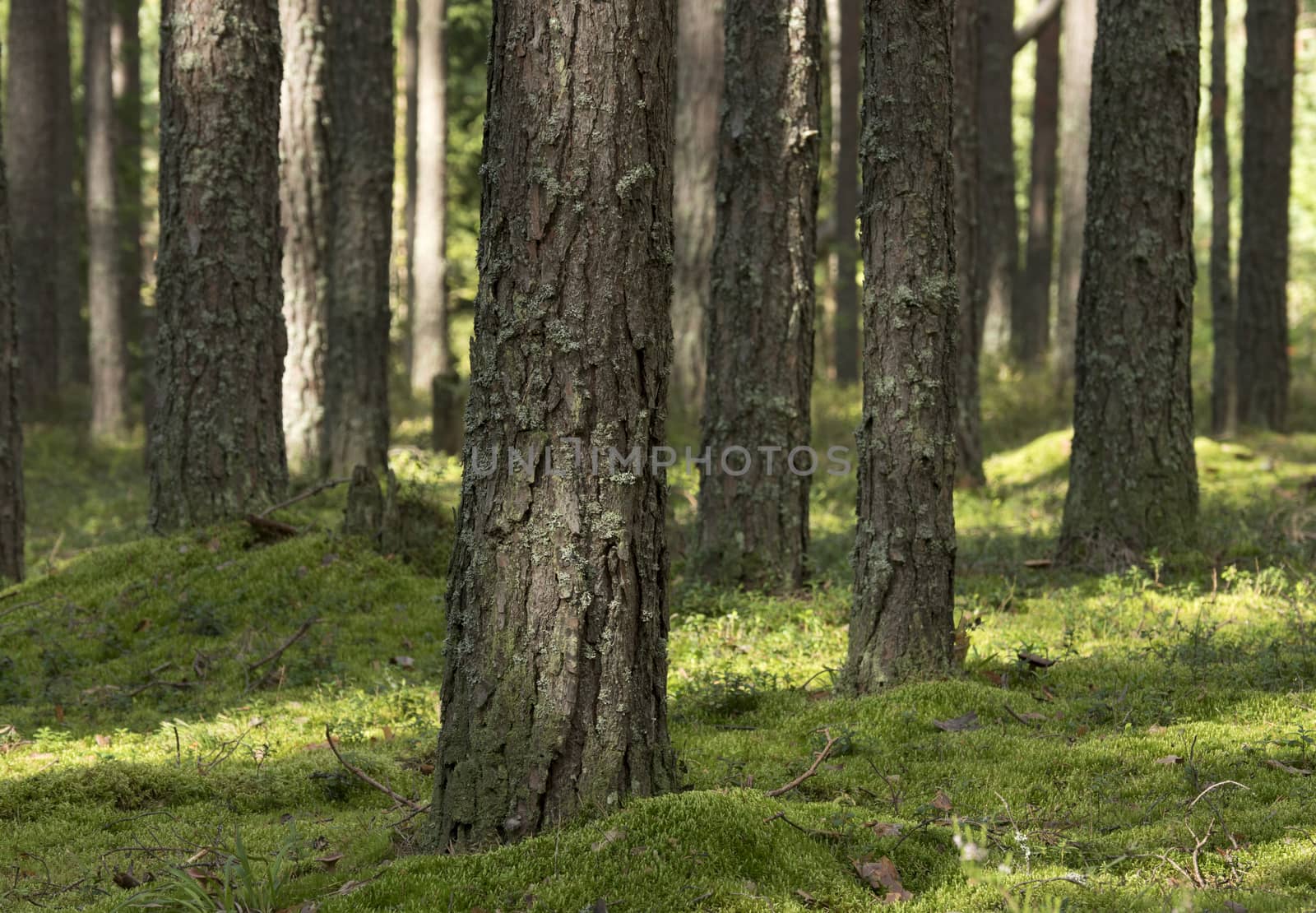 Pine forest in the sunny summer day. Ground covered with moss.