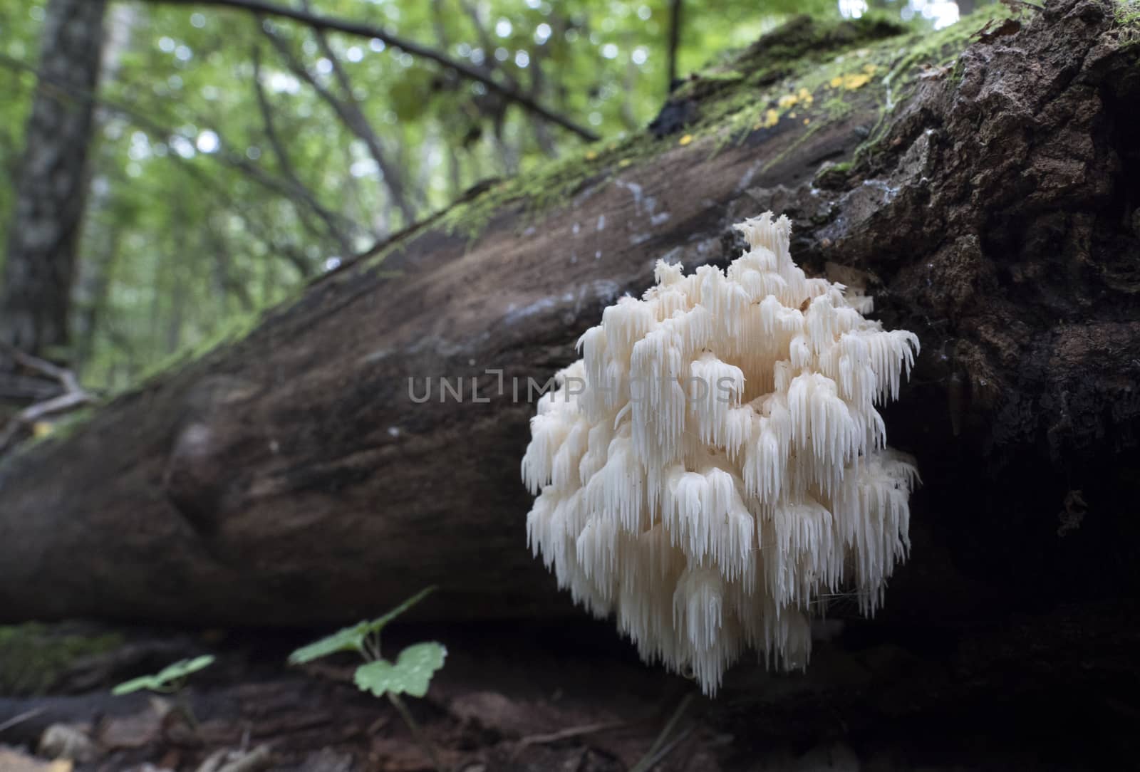 Rare mushrooms growing on a mossy tree. Ramaria pulcherrima.