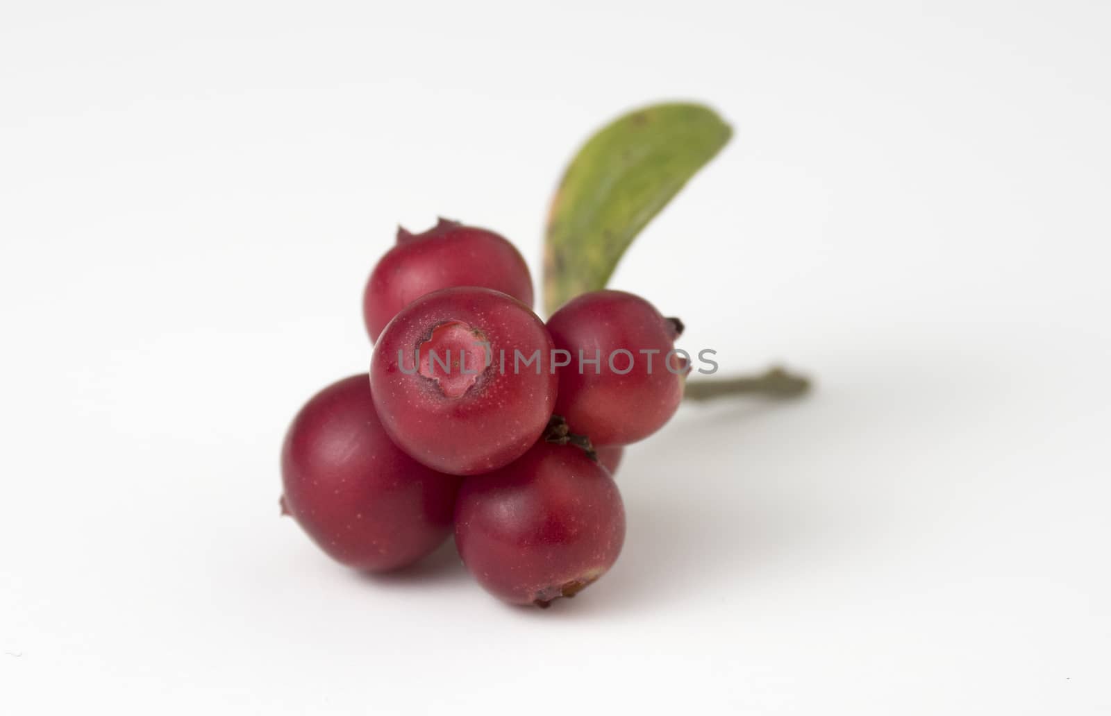 Red ripe lingonberry with leaves on white. Close up view.