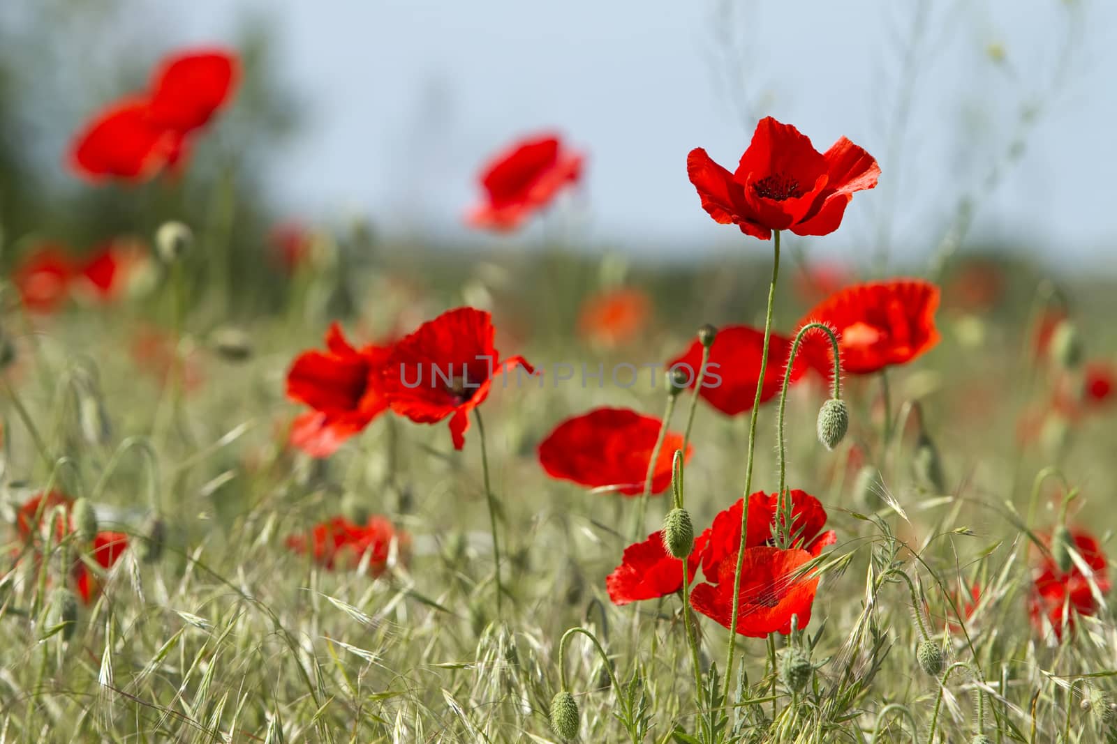 red poppies and  green oat plant on the field