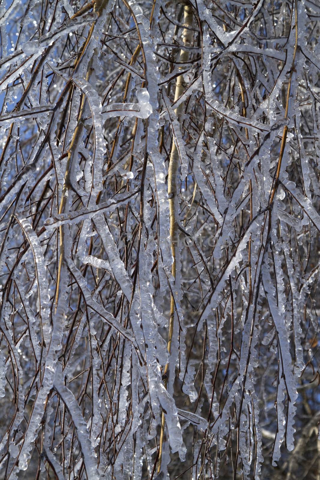 tree branches covered with ice,  after the freezing rain