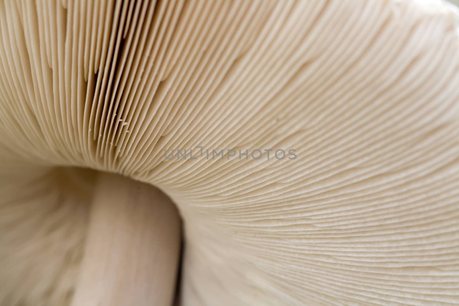 large mushroom cap, (Macrolepiota rhacodes), the type of bottom, the macro picture