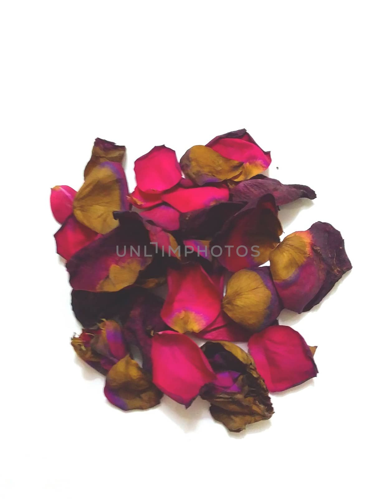 the petals of dark pink rose