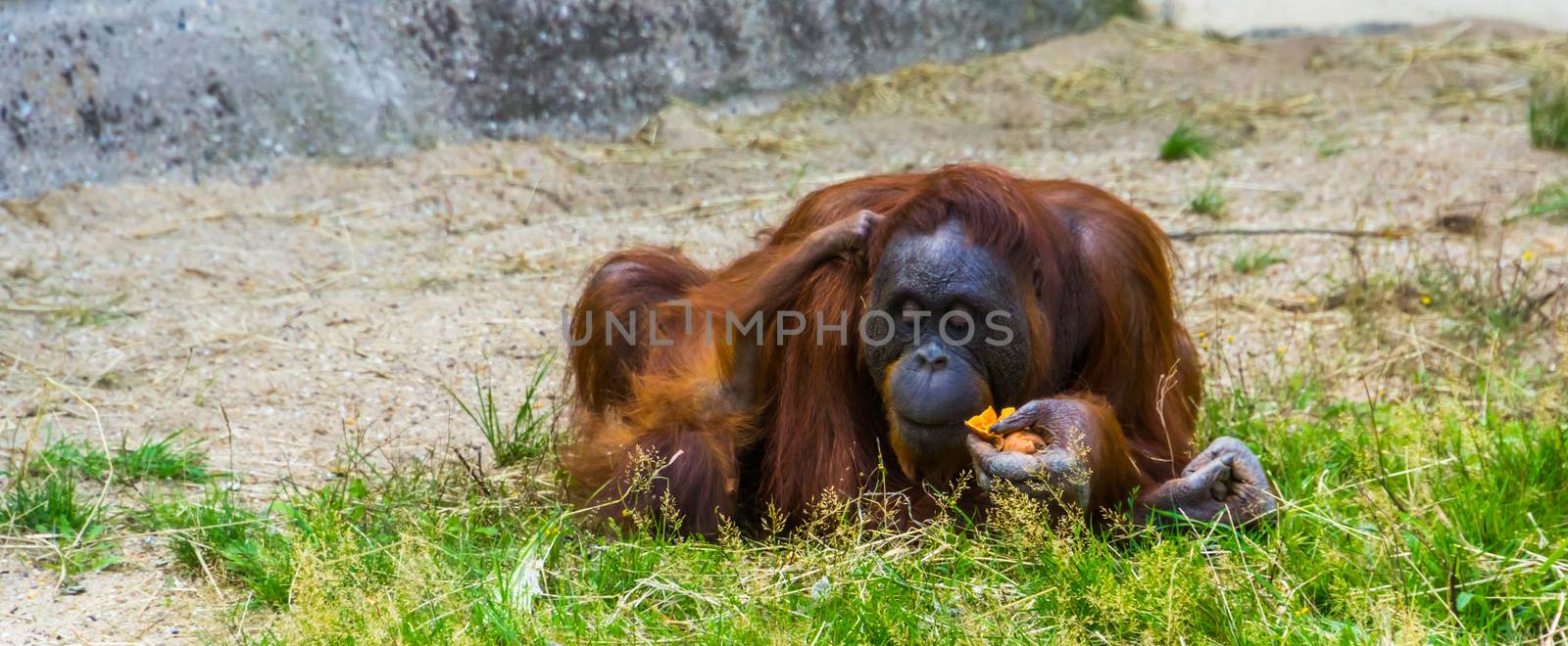 Mother bornean orangutan eating with her infant together, critically endangered animal specie from Indonesia