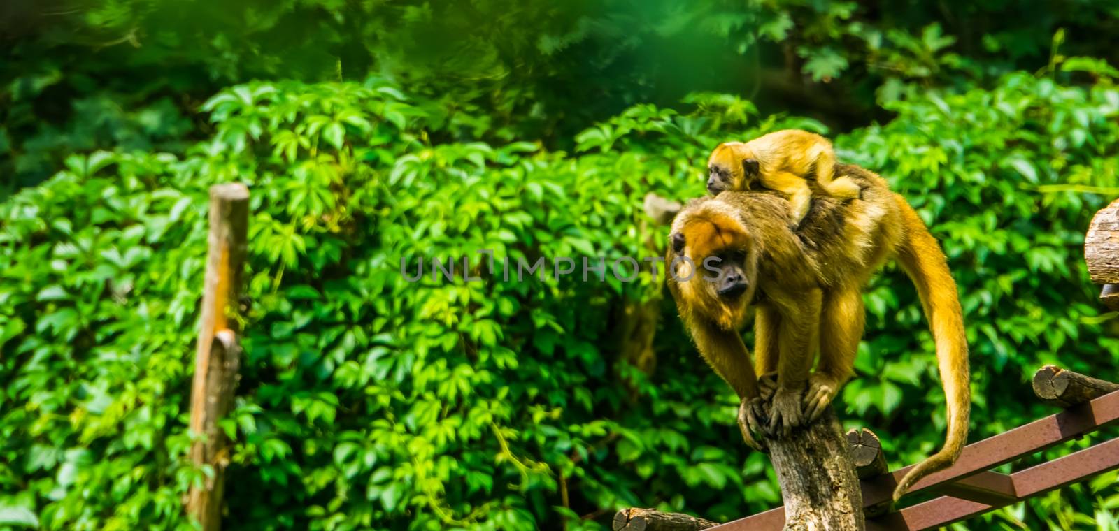 Gold howler mother monkey with her infant, Female primate carrying her child, tropical animal specie from America by charlottebleijenberg