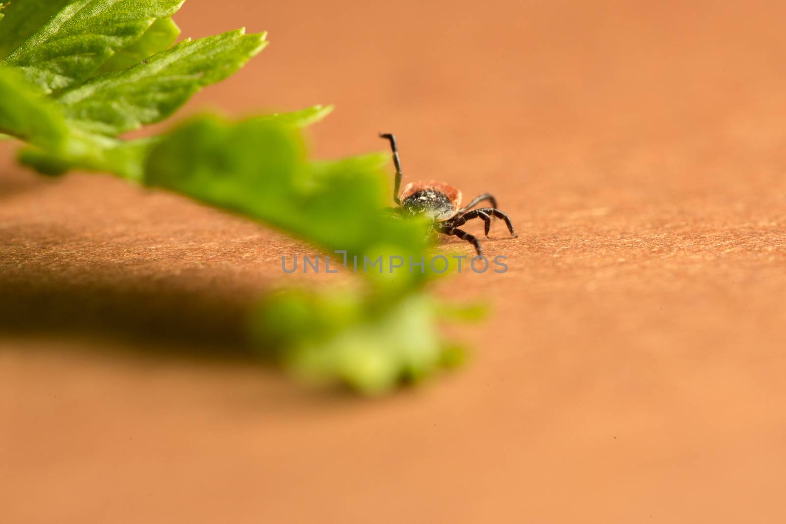 Macro of dangerous disease carrier tick, Ixodidae, Dermacentor reticulatus, waiting of host