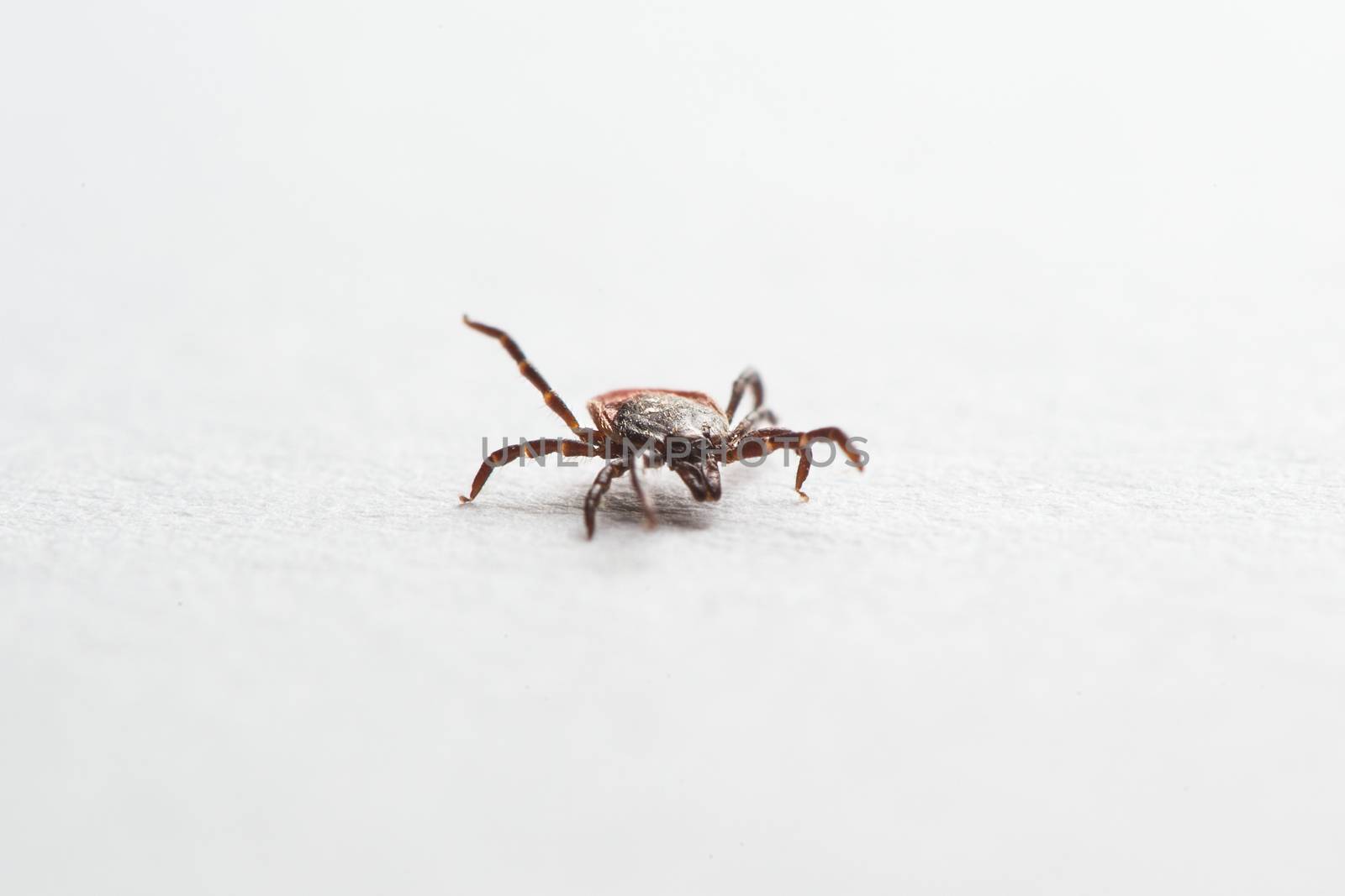 Wood tick, Ixodes ricinus, angled side view, isolated on white