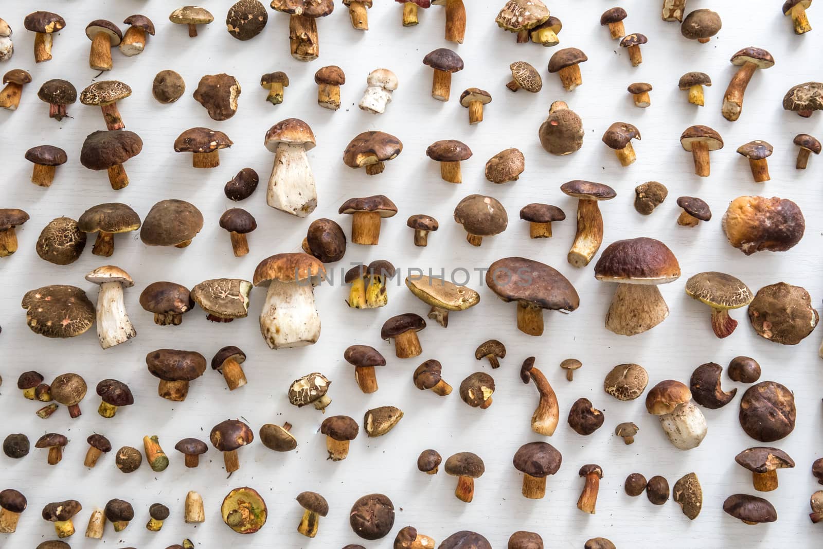 Fresh mushrooms on a white background