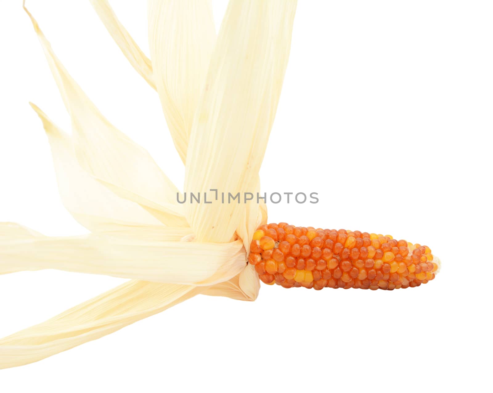 Close-up of ornamental Indian corn with red and orange niblets and dried husks, on a white background