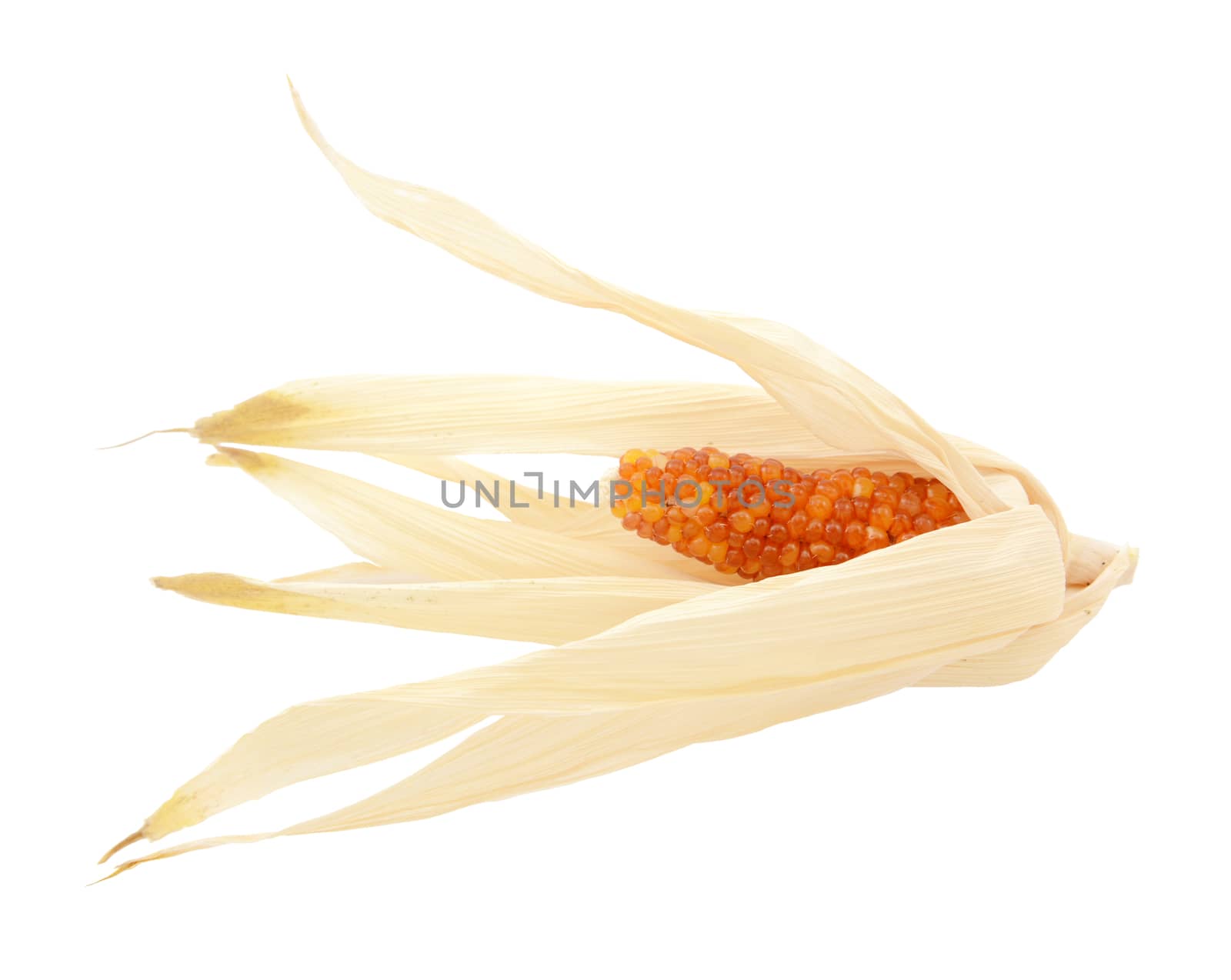 Dried Indian corn with red niblets, surrounded by pale yellow husks on a white background