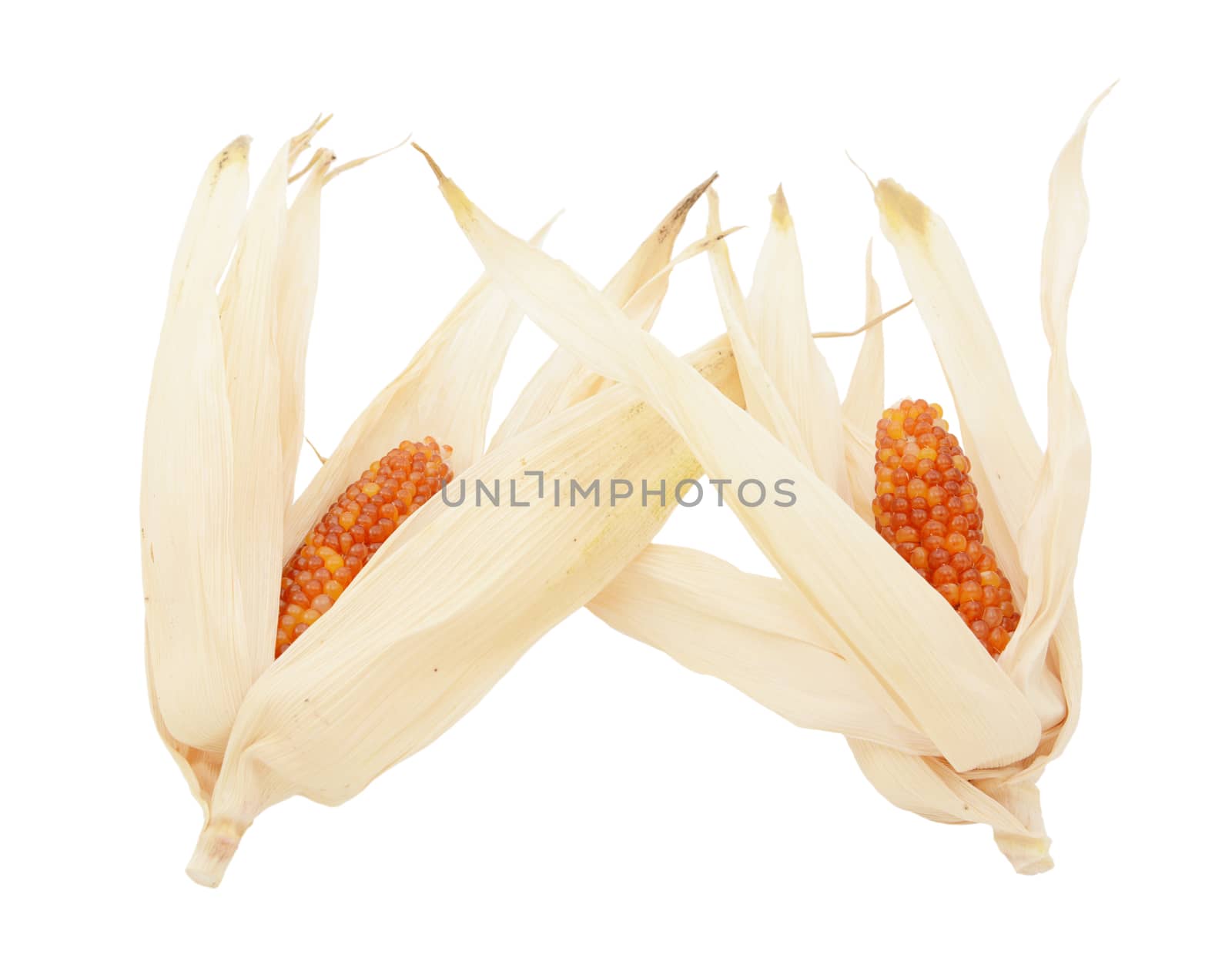 Two cobs of ornamental Indian corn with red niblets and dried husks, on a white background