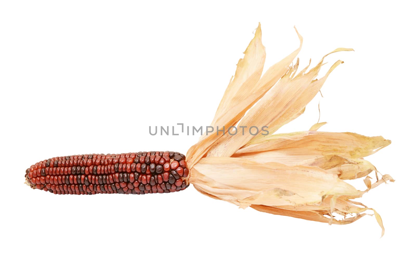 Deep red and brown Indian corn with papery dried husks by sarahdoow
