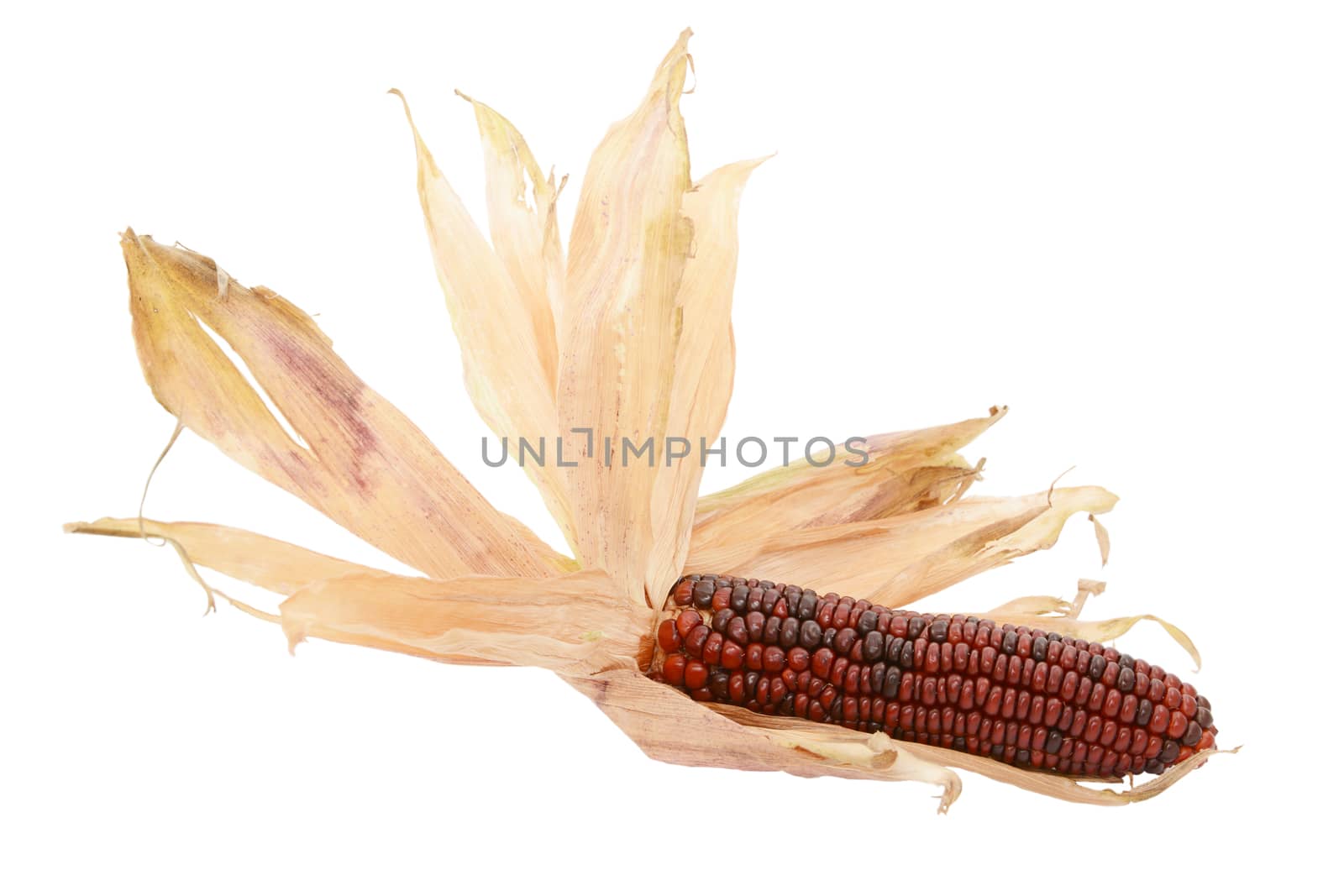 Dried papery husks fanned out around a decorative deep red Fiesta sweetcorn, on a white background