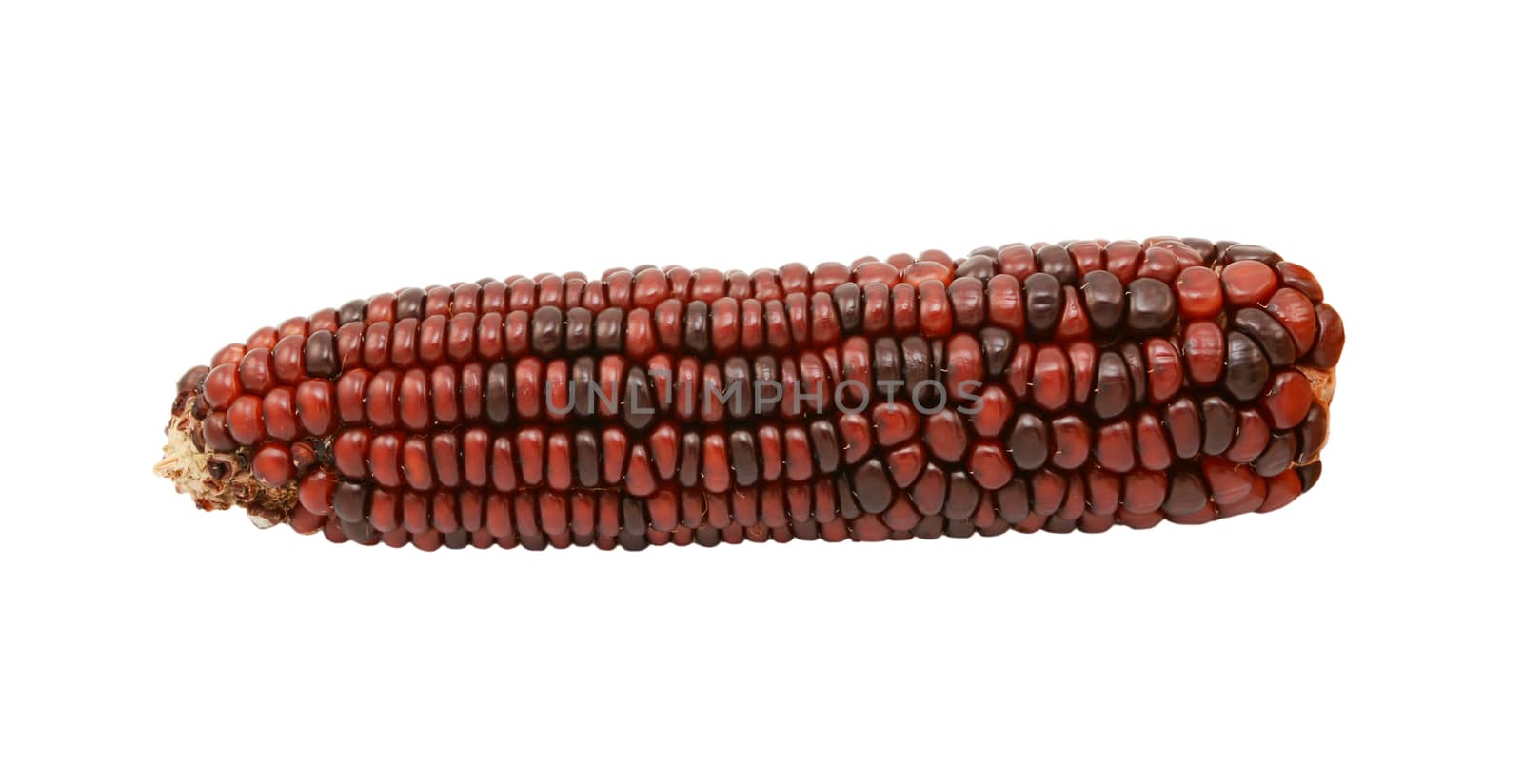 Ornamental sweetcorn cob with dark red and brown niblets by sarahdoow