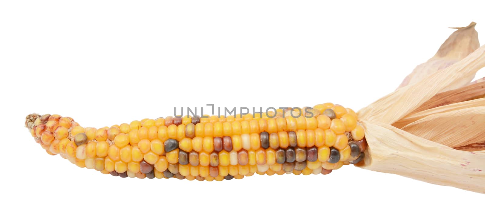 Decorative sweetcorn with yellow, red and black niblets. Papery dried husks drawn back, on a white background