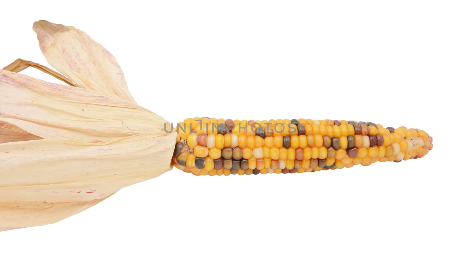 Ornamental flint corn with yellow, red and black niblets by sarahdoow