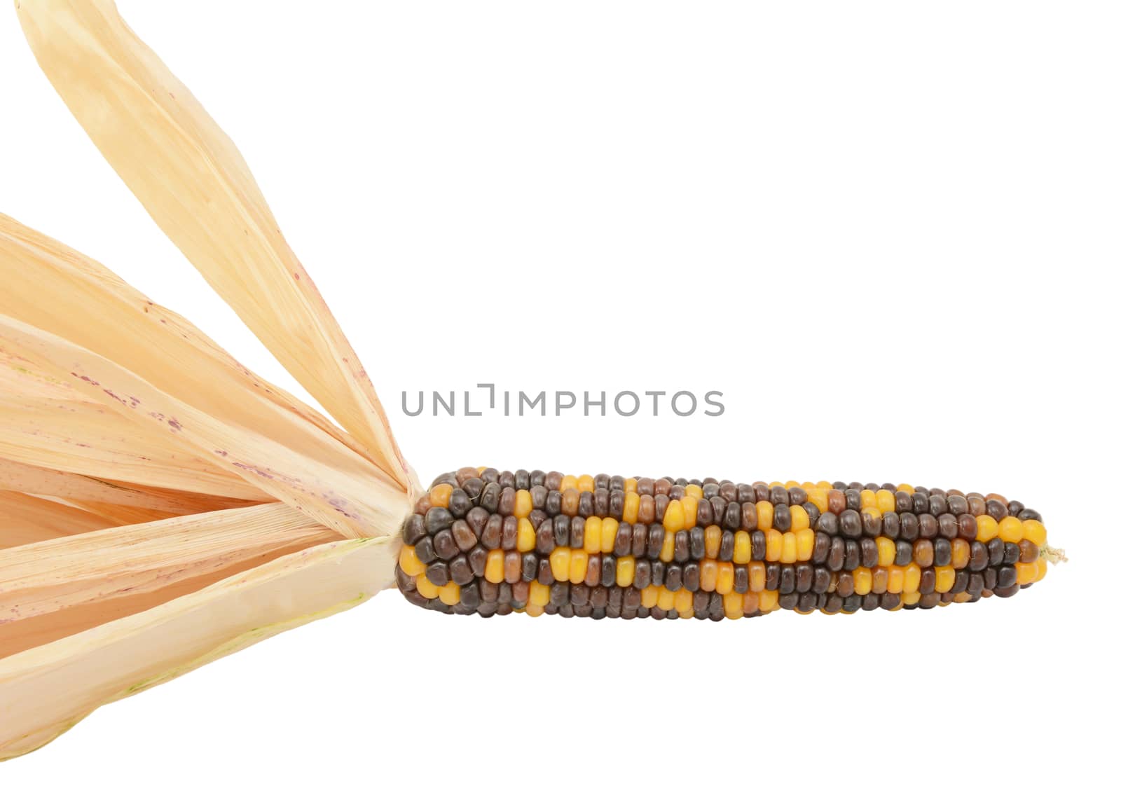 Ornamental maize cob - Fiesta sweetcorn - with black, brown and yellow niblets and pale dried husks, on a white background