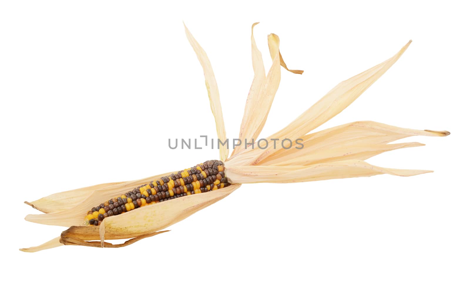 Decorative Indian corn with yellow and brown niblets, surrounded by dried, papery husks, on a white background