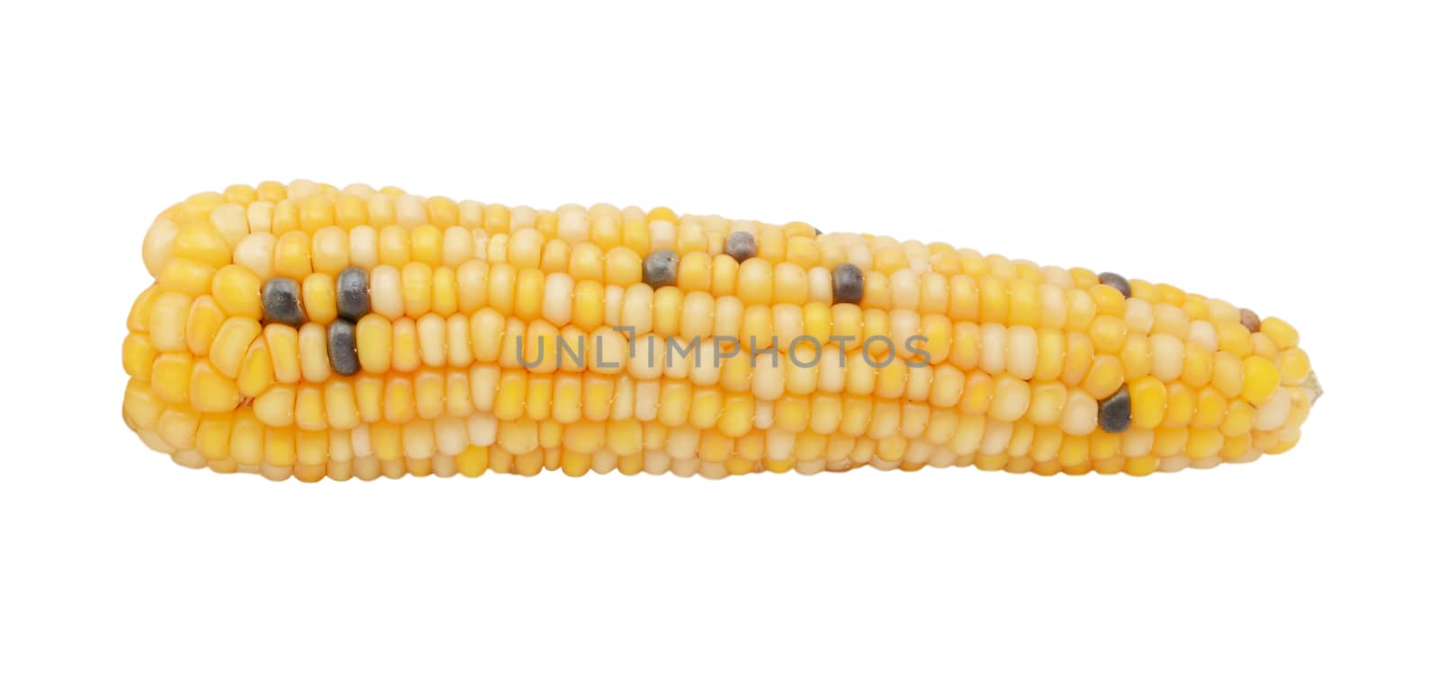 Ornamental Fiesta sweetcorn cob dotted with hard white and black niblets, isolated on a white background